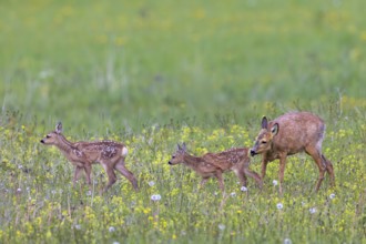 European roe deer (Capreolus capreolus) female, doe sniffing two fawns in meadow, grassland with