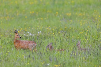 European roe deer (Capreolus capreolus) female, doe with two fawns foraging in meadow, grassland