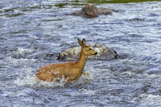 European roe deer (Capreolus capreolus) female, doe crossing fast-flowing water of stream, river in