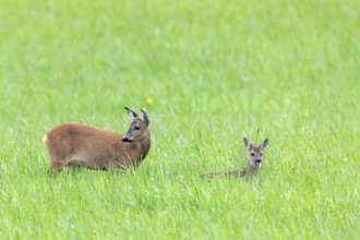 European roe deer (Capreolus capreolus) female, doe with single fawn foraging in meadow, grassland