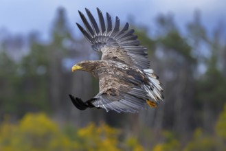 White-tailed eagle, Eurasian sea eagle, erne (Haliaeetus albicilla) juvenile in flight over