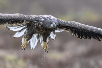White-tailed eagle, Eurasian sea eagle, erne (Haliaeetus albicilla) soaking wet juvenile flying