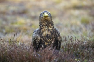 White-tailed eagle, Eurasian sea eagle, erne (Haliaeetus albicilla) adult sitting on the ground in