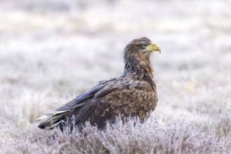 White-tailed eagle, Eurasian sea eagle (Haliaeetus albicilla) adult in moorland, heathland covered