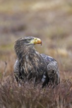 White-tailed eagle, Eurasian sea eagle (Haliaeetus albicilla) adult on the ground in moorland,