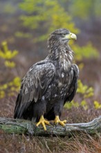 White-tailed eagle, Eurasian sea eagle (Haliaeetus albicilla) adult perched on fallen branch in