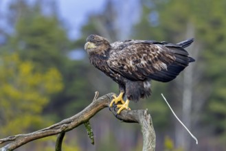 White-tailed eagle, Eurasian sea eagle (Haliaeetus albicilla) adult pooping from tree branch in