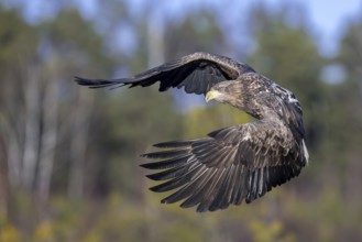 White-tailed eagle, Eurasian sea eagle (Haliaeetus albicilla) juvenile flying over moorland,