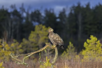 White-tailed eagle, Eurasian sea eagle (Haliaeetus albicilla) adult in evening light perched on