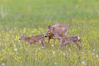 European roe deer (Capreolus capreolus) female, doe sniffing twin fawns in meadow, grassland with