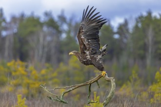 White-tailed eagle, Eurasian sea eagle (Haliaeetus albicilla) juvenile taking off from fallen