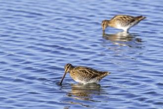 Two common snipes (Gallinago gallinago) foraging in shallow water by probing soft mud in pond in