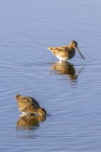 Two common snipes (Gallinago gallinago) foraging in shallow water by probing soft mud in pond in