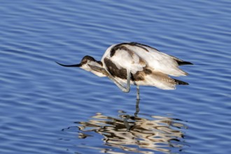 Pied avocet (Recurvirostra avosetta) scratching head with leg in shallow water of pond in evening