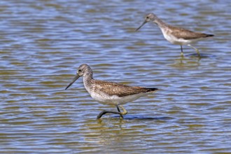 Two common greenshanks (Tringa nebularia) foraging in shallow water of pond in late summer, early
