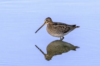 Common snipe (Gallinago gallinago) foraging in shallow water of pond in evening light in late