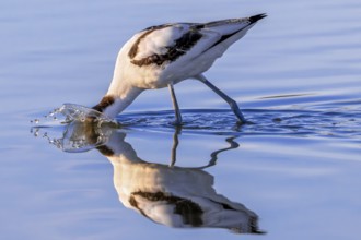 Pied avocet (Recurvirostra avosetta) foraging in shallow water of pond in evening light in late