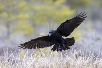 Common raven, northern raven (Corvus corax) landing in grassland covered in hoarfrost on a freezing