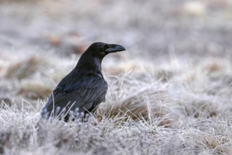 Common raven, northern raven (Corvus corax) foraging in grassland covered in hoarfrost on a