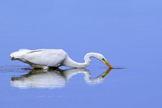 Great white egret, great egret (Ardea alba) non-breeding adult fishing in shallow water of pond in