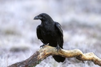 Common raven, northern raven (Corvus corax) perched on fallen branch in grassland covered in