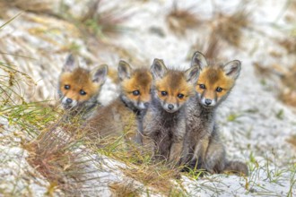 Young red foxes (Vulpes vulpes) four curious kits, juveniles looking towards camera near burrow,