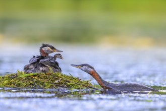 Red-necked grebe (Podiceps grisegena, Podiceps griseigena) male in breeding plumage feeding chick
