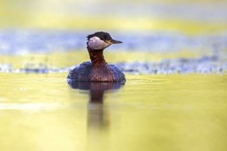 Red-necked grebe (Podiceps grisegena, Podiceps griseigena) adult in breeding plumage swimming in