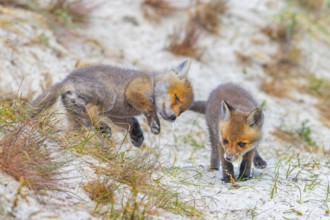 Young red foxes (Vulpes vulpes) two playful kits, juveniles playing near burrow, den in the sand