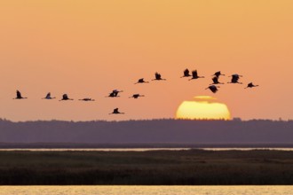 Migrating flock of common cranes, Eurasian cranes (Grus grus) in flight silhouetted against orange