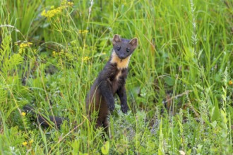 European pine marten (Martes martes) standing upright while hunting in meadow in summer