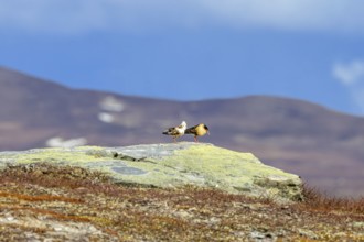 Two ruffs (Calidris pugnax), satellite with white neck ruff and territorial male in breeding