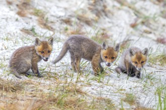 Young red foxes (Vulpes vulpes) three curious kits, juveniles looking towards camera near burrow,