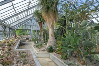 Cacti and other succulents in the succulent greenhouse at the University Botanical Garden in the