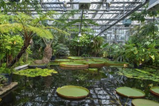 Floating leaves of giant waterlilies in the tropical Victoria greenhouse at the University