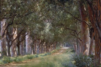 Pine avenue (Pinus pinea), Tuscany, Italy