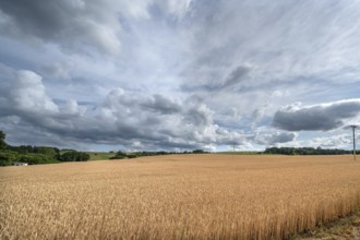 Ripe wheat field (Triticum), cloudy sky, Franconia, Bavaria, Germany