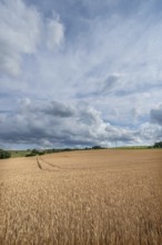 Ripe wheat field (Triticum), cloudy sky, Franconia, Bavaria, Germany