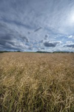 Ripe rape field (Brassica napus), cloudy sky, Franconia, Bavaria, Germany