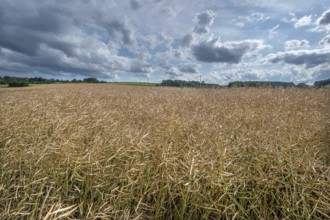 Ripe rape field (Brassica napus), cloudy sky, Franconia, Bavaria, Germany