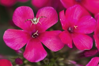Two bright pink flowers, phlox flowers, with a Goldenrod crab spider (Misumena vatia) sitting on