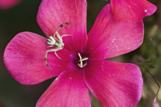 Goldenrod crab spider (Misumena vatia) sitting on a bright pink flower, phlox blossom, close-up,