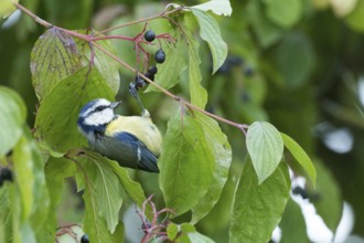 A blue tit (Parus Caeruleus) hangs on a branch, Common Dogwood (Cornus sanguinea), between green