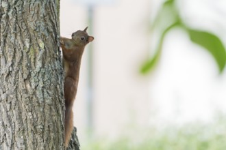 A squirrel (Sciurus vulgaris), young, carefully climbing up a tree trunk, Hesse, Germany