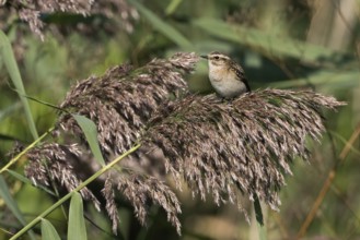 A whinchat (Saxicola rubetra) resting on a reed stalk in a natural environment, Hesse, Germany