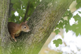 A squirrel (Sciurus vulgaris), juvenile, sitting attentively in the fork of a tree trunk, Hesse,
