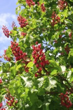 Red-flowering horse chestnut (Aesculus carnea), alienation, North Rhine-Westphalia, Germany