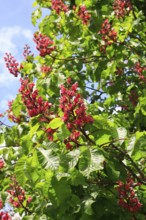 Red-flowering horse chestnut (Aesculus carnea), North Rhine-Westphalia, Germany