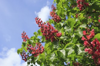 Red-flowering horse chestnut (Aesculus carnea), North Rhine-Westphalia, Germany