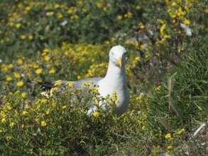 Mediterranean gull (Larus michahellis) among yellow wildflowers in a meadow. Porquerolles Island,